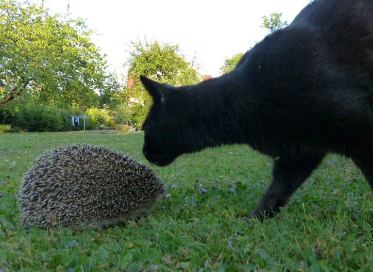 Gefahren für den Igel – Welt der Igel e.V.